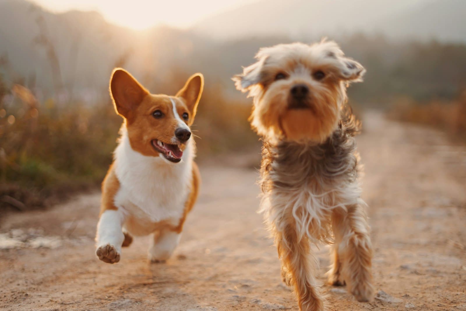 Twee vrolijke honden buiten in warm avondlicht